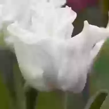 White Liberstar
